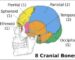 skull bones, मानव खोपड़ी में कितनी हड्डी होती है